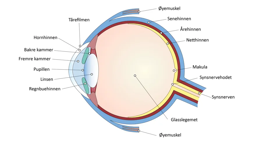 Diagram, skjematisk