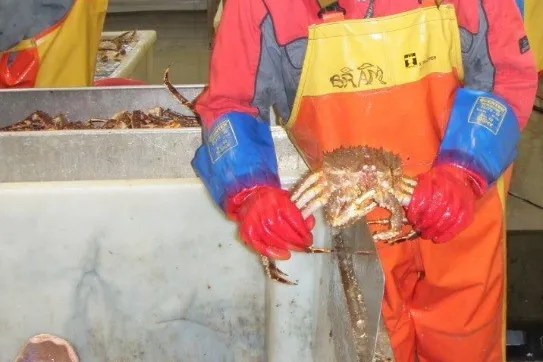 Krabbe i produksjon