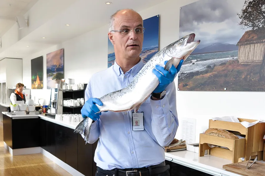 Spennende forskning på barn og fiskeallergi